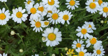 Çiçek. Papatya çayı. Çiçekli papatya tarlası, yazın çayır çiçekleri, seçici odak, bulanık. Güneşli bir günde çiçek açan papatyalarla güzel bir doğa sahnesi. Güzel çayır arkaplanı