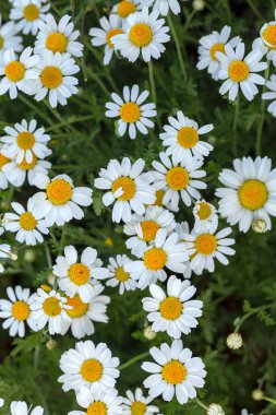 Çiçek. Papatya çayı. Çiçekli papatya tarlası, yazın çayır çiçekleri, seçici odak, bulanık. Güneşli bir günde çiçek açan papatyalarla güzel bir doğa sahnesi. Güzel çayır arkaplanı