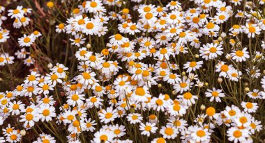 Çiçek. Papatya çayı. Çiçekli papatya tarlası, yazın çayır çiçekleri, seçici odak, bulanık. Güneşli bir günde çiçek açan papatyalarla güzel bir doğa sahnesi. Güzel çayır arkaplanı