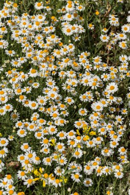 Çiçek. Papatya çayı. Çiçekli papatya tarlası, yazın çayır çiçekleri, seçici odak, bulanık. Güneşli bir günde çiçek açan papatyalarla güzel bir doğa sahnesi. Güzel çayır arkaplanı