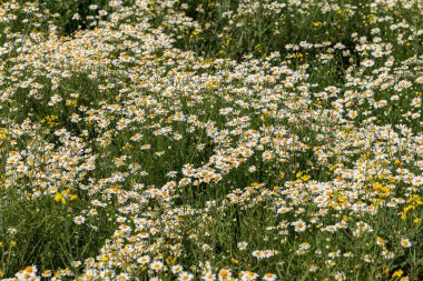 Çiçek. Papatya çayı. Çiçekli papatya tarlası, yazın çayır çiçekleri, seçici odak, bulanık. Güneşli bir günde çiçek açan papatyalarla güzel bir doğa sahnesi. Güzel çayır arkaplanı