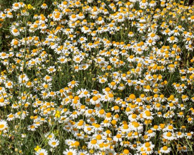 Çiçek. Papatya çayı. Çiçekli papatya tarlası, yazın çayır çiçekleri, seçici odak, bulanık. Güneşli bir günde çiçek açan papatyalarla güzel bir doğa sahnesi. Güzel çayır arkaplanı