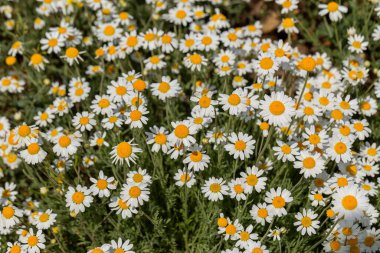 Çiçek. Papatya çayı. Çiçekli papatya tarlası, yazın çayır çiçekleri, seçici odak, bulanık. Güneşli bir günde çiçek açan papatyalarla güzel bir doğa sahnesi. Güzel çayır arkaplanı