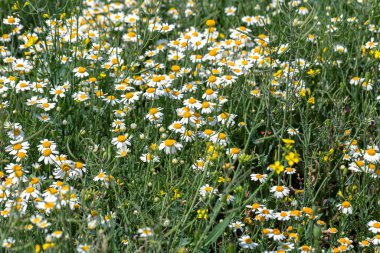 Çiçek. Papatya çayı. Çiçekli papatya tarlası, yazın çayır çiçekleri, seçici odak, bulanık. Güneşli bir günde çiçek açan papatyalarla güzel bir doğa sahnesi. Güzel çayır arkaplanı