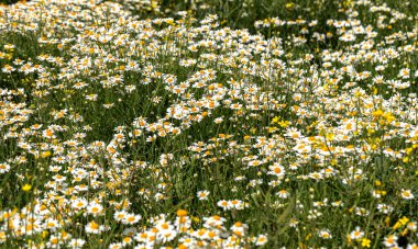 Çiçek. Papatya çayı. Çiçekli papatya tarlası, yazın çayır çiçekleri, seçici odak, bulanık. Güneşli bir günde çiçek açan papatyalarla güzel bir doğa sahnesi. Güzel çayır arkaplanı