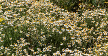 Çiçek. Papatya çayı. Çiçekli papatya tarlası, yazın çayır çiçekleri, seçici odak, bulanık. Güneşli bir günde çiçek açan papatyalarla güzel bir doğa sahnesi. Güzel çayır arkaplanı