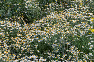 Çiçek. Papatya çayı. Çiçekli papatya tarlası, yazın çayır çiçekleri, seçici odak, bulanık. Güneşli bir günde çiçek açan papatyalarla güzel bir doğa sahnesi. Güzel çayır arkaplanı