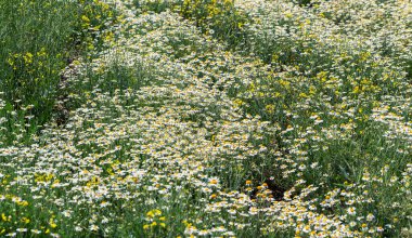 Çiçek. Papatya çayı. Çiçekli papatya tarlası, yazın çayır çiçekleri, seçici odak, bulanık. Güneşli bir günde çiçek açan papatyalarla güzel bir doğa sahnesi. Güzel çayır arkaplanı