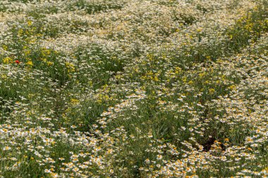 Çiçek. Papatya çayı. Çiçekli papatya tarlası, yazın çayır çiçekleri, seçici odak, bulanık. Güneşli bir günde çiçek açan papatyalarla güzel bir doğa sahnesi. Güzel çayır arkaplanı