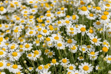 Çiçek. Papatya çayı. Çiçekli papatya tarlası, yazın çayır çiçekleri, seçici odak, bulanık. Güneşli bir günde çiçek açan papatyalarla güzel bir doğa sahnesi. Güzel çayır arkaplanı