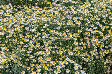 Çiçek. Papatya çayı. Çiçekli papatya tarlası, yazın çayır çiçekleri, seçici odak, bulanık. Güneşli bir günde çiçek açan papatyalarla güzel bir doğa sahnesi. Güzel çayır arkaplanı