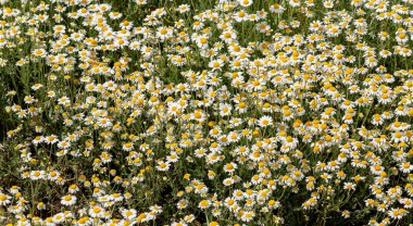 Çiçek. Papatya çayı. Çiçekli papatya tarlası, yazın çayır çiçekleri, seçici odak, bulanık. Güneşli bir günde çiçek açan papatyalarla güzel bir doğa sahnesi. Güzel çayır arkaplanı