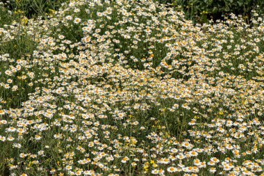 Çiçek. Papatya çayı. Çiçekli papatya tarlası, yazın çayır çiçekleri, seçici odak, bulanık. Güneşli bir günde çiçek açan papatyalarla güzel bir doğa sahnesi. Güzel çayır arkaplanı