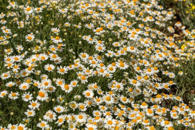 Çiçek. Papatya çayı. Çiçekli papatya tarlası, yazın çayır çiçekleri, seçici odak, bulanık. Güneşli bir günde çiçek açan papatyalarla güzel bir doğa sahnesi. Güzel çayır arkaplanı