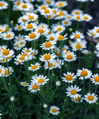 Çiçek. Papatya çayı. Çiçekli papatya tarlası, yazın çayır çiçekleri, seçici odak, bulanık. Güneşli bir günde çiçek açan papatyalarla güzel bir doğa sahnesi. Güzel çayır arkaplanı