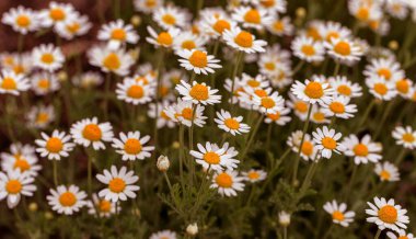 Çiçek. Papatya çayı. Çiçekli papatya tarlası, yazın çayır çiçekleri, seçici odak, bulanık. Güneşli bir günde çiçek açan papatyalarla güzel bir doğa sahnesi. Güzel çayır arkaplanı