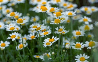 Çiçek. Papatya çayı. Çiçekli papatya tarlası, yazın çayır çiçekleri, seçici odak, bulanık. Güneşli bir günde çiçek açan papatyalarla güzel bir doğa sahnesi. Güzel çayır arkaplanı