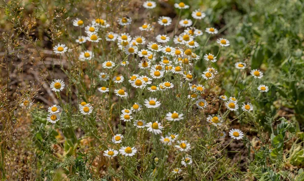 Bloom Camomille Champ Camomille Fleurs Fleurs Camomille Sur Prairie Été — Photo