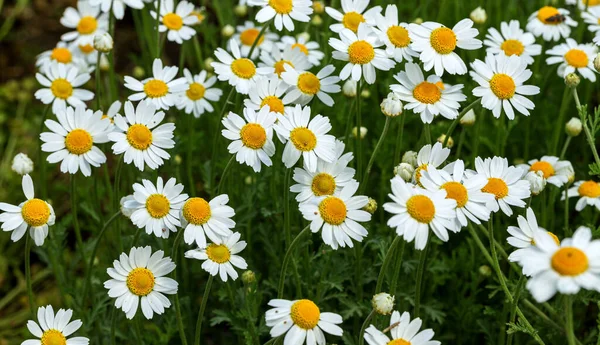 Bloom Chamomile Blooming Chamomile Field Chamomile Flowers Meadow Summer Selective — Stock Photo, Image