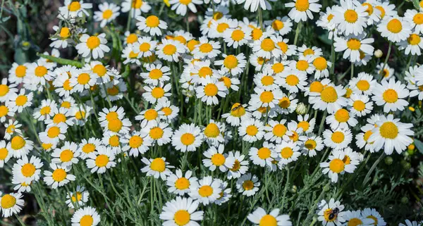 Bloom Kamille Blühendes Kamillenfeld Kamillenblüten Auf Der Wiese Sommer Selektiver — Stockfoto