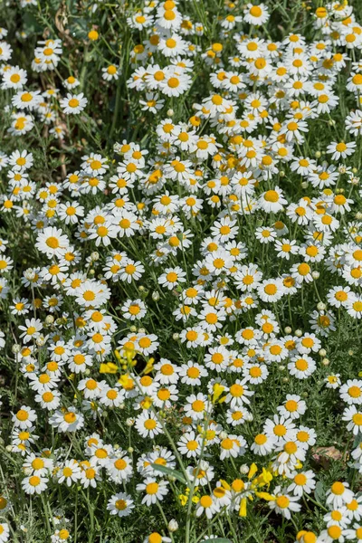 Bloom Kamille Blühendes Kamillenfeld Kamillenblüten Auf Der Wiese Sommer Selektiver — Stockfoto