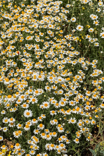 Bloom Kamille Blühendes Kamillenfeld Kamillenblüten Auf Der Wiese Sommer Selektiver — Stockfoto