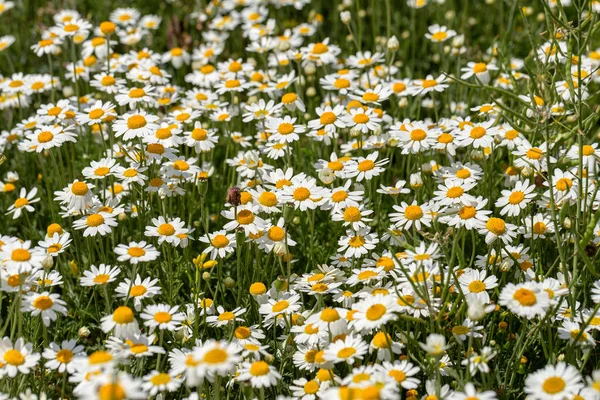 Bloom Kamille Blühendes Kamillenfeld Kamillenblüten Auf Der Wiese Sommer Selektiver — Stockfoto