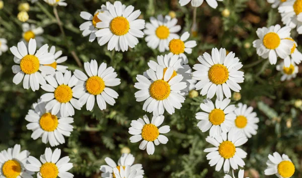 Bloom Kamille Blühendes Kamillenfeld Kamillenblüten Auf Der Wiese Sommer Selektiver — Stockfoto