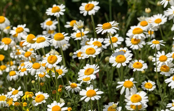 Bloom Chamomile Blooming Chamomile Field Chamomile Flowers Meadow Summer Selective — Stock Photo, Image