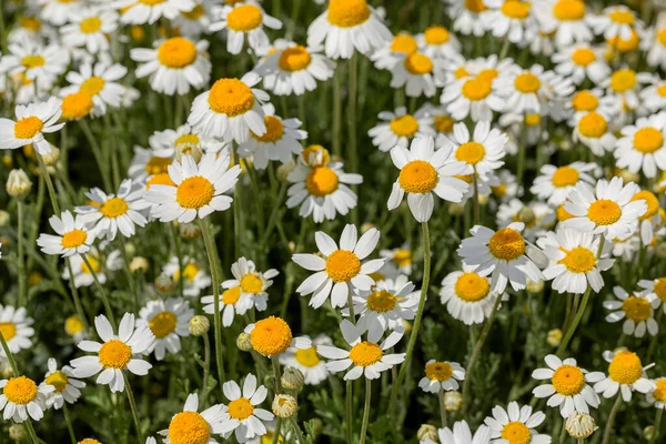 Bloom Chamomile Blooming Chamomile Field Chamomile Flowers Meadow Summer Selective — Stock Photo, Image