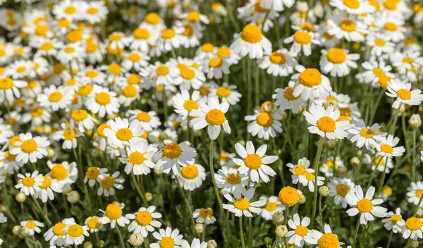 Bloom Chamomile Blooming Chamomile Field Chamomile Flowers Meadow Summer Selective — Stock Photo, Image