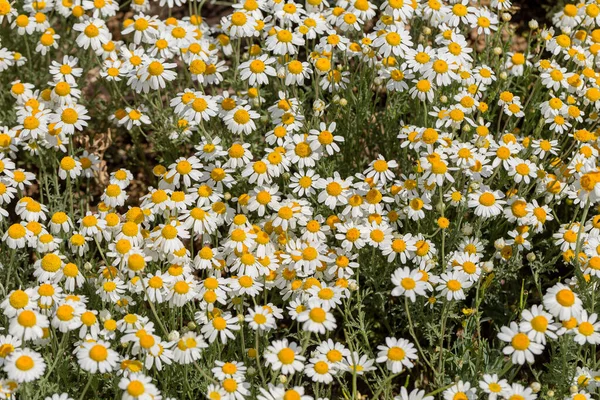 Bloom Kamille Blühendes Kamillenfeld Kamillenblüten Auf Der Wiese Sommer Selektiver — Stockfoto