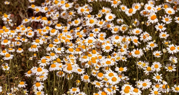 Çiçek. Papatya çayı. Çiçekli papatya tarlası, yazın çayır çiçekleri, seçici odak, bulanık. Güneşli bir günde çiçek açan papatyalarla güzel bir doğa sahnesi. Güzel çayır arkaplanı