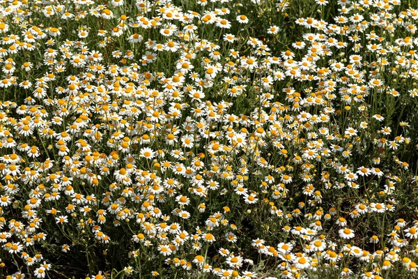 Bloom Kamille Blühendes Kamillenfeld Kamillenblüten Auf Der Wiese Sommer Selektiver — Stockfoto