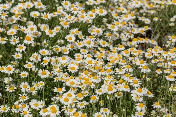 Bloom Camomila Campo Camomila Florescente Flores Camomila Prado Verão Foco — Fotografia de Stock