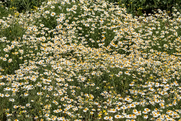 Çiçek. Papatya çayı. Çiçekli papatya tarlası, yazın çayır çiçekleri, seçici odak, bulanık. Güneşli bir günde çiçek açan papatyalarla güzel bir doğa sahnesi. Güzel çayır arkaplanı