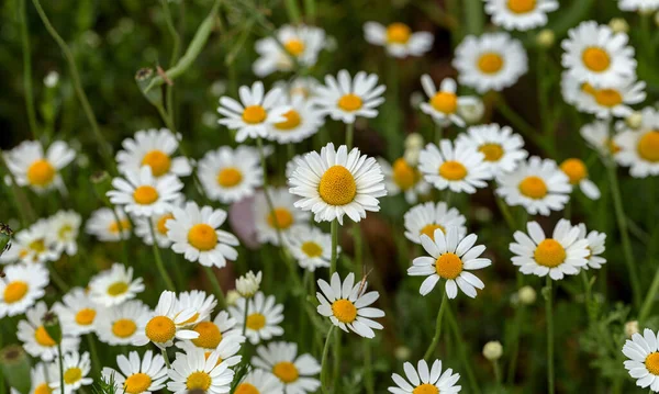 Bloom Chamomile Blooming Chamomile Field Chamomile Flowers Meadow Summer Selective — Stock Photo, Image