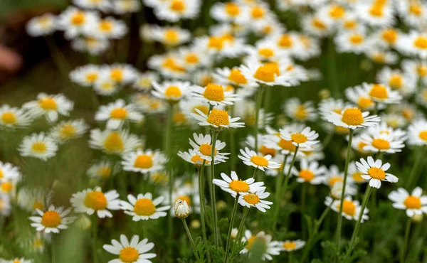 Bloom Chamomile Blooming Chamomile Field Chamomile Flowers Meadow Summer Selective — Stock Photo, Image