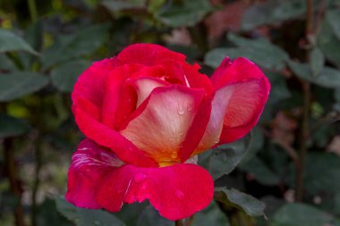 Çiçekli arka plan. Açık bir gülün güzel pembe yaprakları. Seçici odaklanma. Gül ve bir sürü taç yaprağı. Yumuşak çizgiler. Romantizm anlayışı, çiçek. Pembe gül çiçeğinin arka planında yağmur damlaları olan gül çiçeği