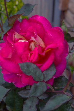 Çiçekli arka plan. Açık bir gülün güzel pembe yaprakları. Seçici odaklanma. Gül ve bir sürü taç yaprağı. Yumuşak çizgiler. Romantizm anlayışı, çiçek. Pembe gül çiçeğinin arka planında yağmur damlaları olan gül çiçeği