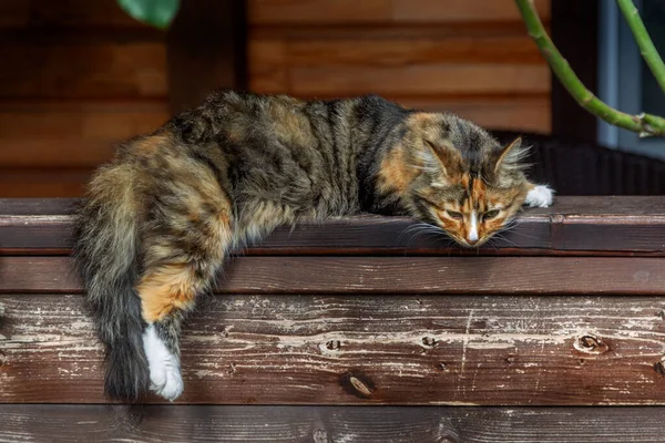 Lazy cat sleeps on the railing of a wooden fence at home. Fluffy domestic cat sleeps idly in the shade of the sun