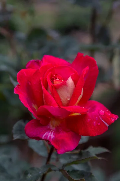 Fondo Floral Hermosos Pétalos Rosados Una Rosa Abierta Enfoque Selectivo —  Fotos de Stock