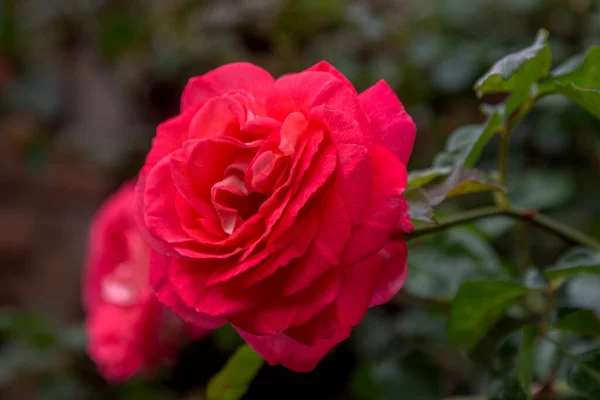 Fondo Floral Hermosos Pétalos Rosados Una Rosa Abierta Enfoque Selectivo —  Fotos de Stock