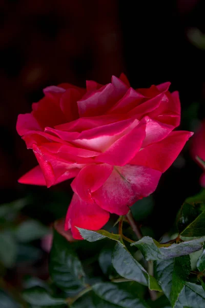 Bloemen Achtergrond Prachtige Roze Bloemblaadjes Van Een Geopende Roos Selectieve — Stockfoto