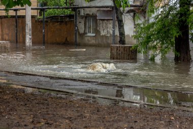 Şiddetli yağmurlardan sonra şehirde sel baskını. Kanalizasyon asfaltı kırıp fıskiyeyi havaya uçurdu. Kirli kanalizasyon, fırtına kanalizasyonunu deldi ve yağmurdan sonra şehrin sokaklarına döküldü. Salgın ve enfeksiyon tehlikesi