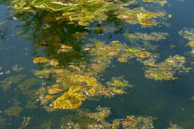 Büyük miktarda enkaz ve kirli atık su gölde hızla büyüyen alglere neden oldu. Su kirliliği. Ekolojik bir sorun. Su yüzeyinde yeşil yosunlar. Arka plan ya da doku olarak çiçek açan su