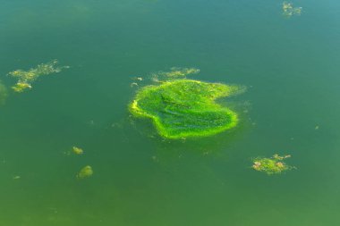Büyük miktarda enkaz ve kirli atık su gölde hızla büyüyen alglere neden oldu. Su kirliliği. Ekolojik bir sorun. Su yüzeyinde yeşil yosunlar. Arka plan ya da doku olarak çiçek açan su