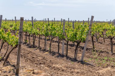 Güneşli bir bahar gününde genç bir üzüm bağı. Çiçeklenmenin başlangıcında bakımlı bir üzüm bağının genç çiftliği
