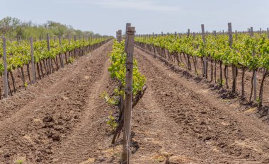 Güneşli bir bahar gününde genç bir üzüm bağı. Çiçeklenmenin başlangıcında bakımlı bir üzüm bağının genç çiftliği