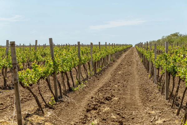 Young Vineyard Sunny Spring Day Young Plantation Well Groomed Vineyard — Stock Photo, Image